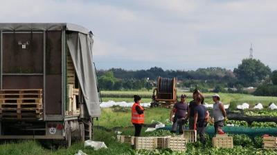 Erntehelfer beim Verladen von Gemüse Erntehelfer beim Verladen von Gemüse