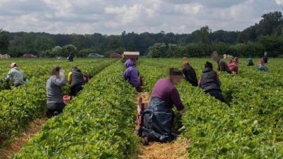Erntehelfer*innen auf einem Feld bei der Arbeit Erntehelfer*innen auf einem Feld bei der Arbeit