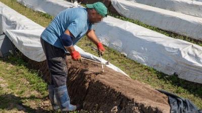 Erntehelfer mit verpixeltem Gesicht auf einem Spargelfeld Erntehelfer mit verpixeltem Gesicht auf einem Spargelfeld